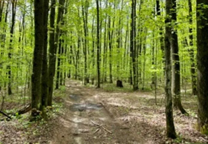 NW Morrison Road Clearwater Township, MI 49676