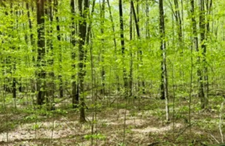 NW Morrison Road Clearwater Township, MI 49676