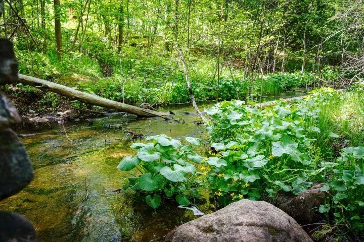 NW Morrison Road Clearwater Township, MI 49676