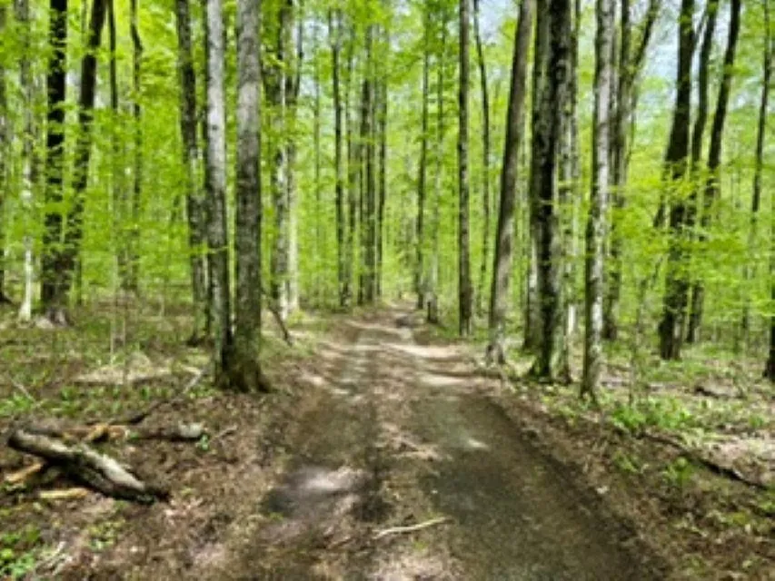 NW Morrison Road Clearwater Township, MI 49676