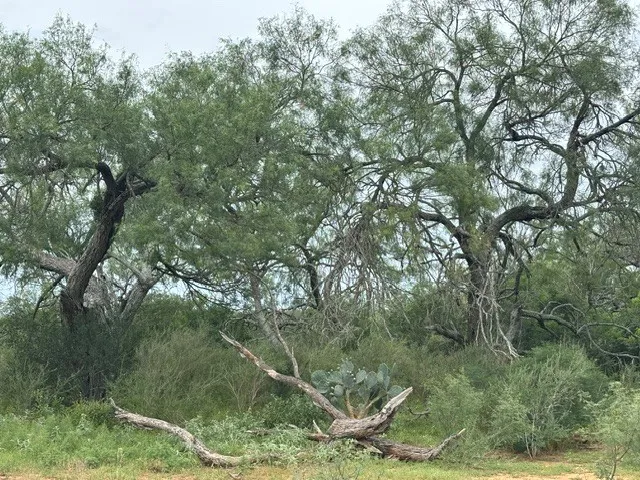 5394 FM 2200 ROAD W Devine, TX 78016