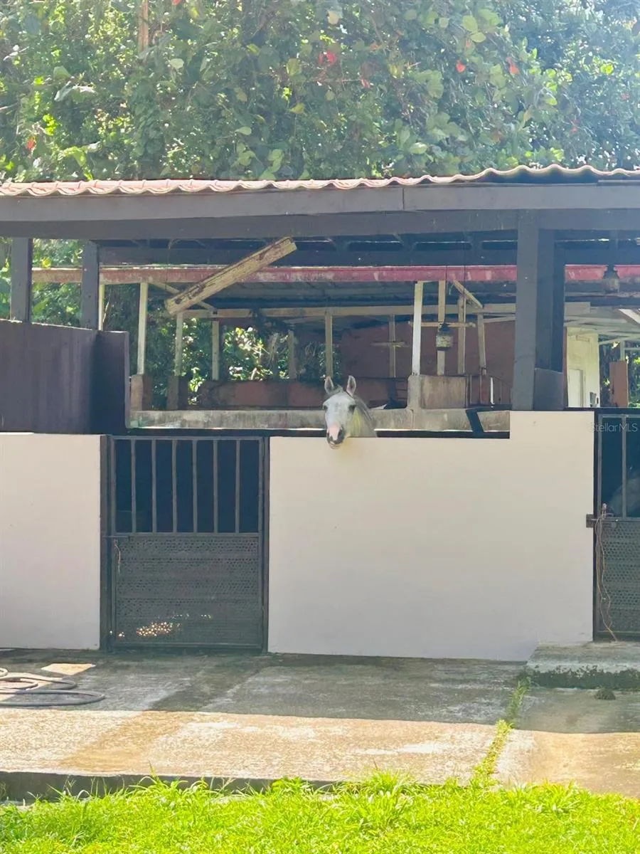 Cofresi MAMEYES #57 Luquillo, PR 00773