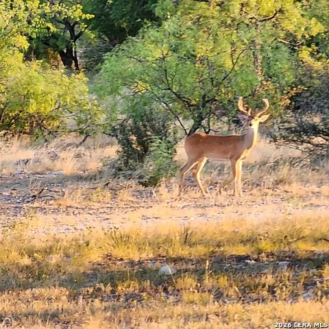 1972 CLOVER LN Menard, TX 76859