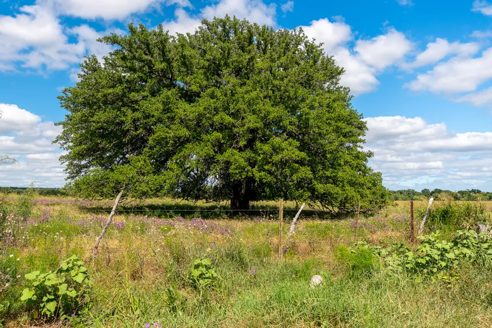 8044 580 E Kempner, TX 76539