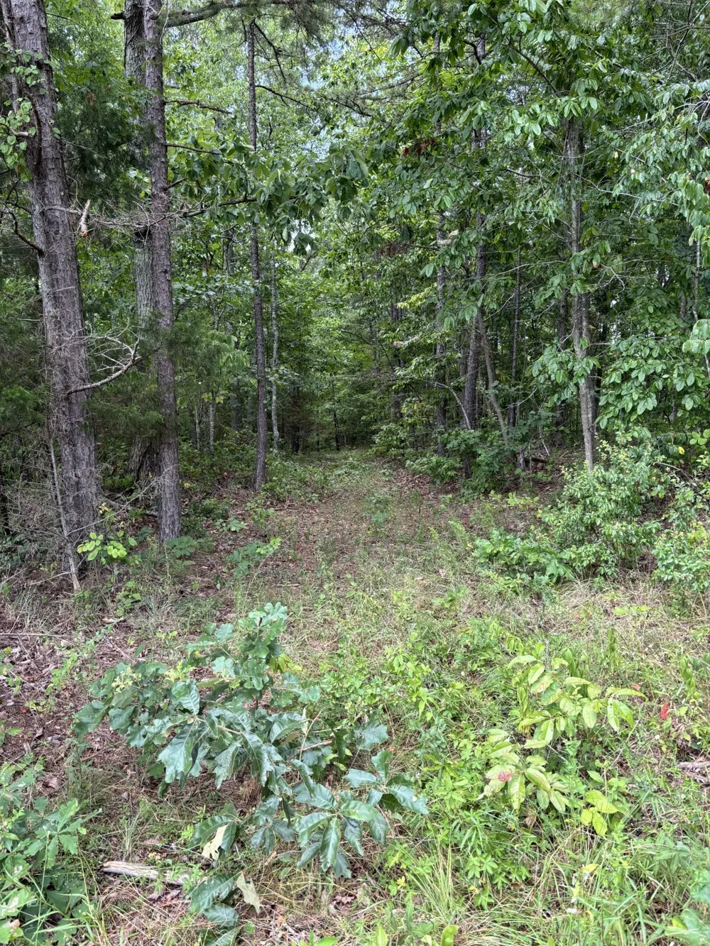 257 Saddlebrook Dr Hohenwald, TN 38462
