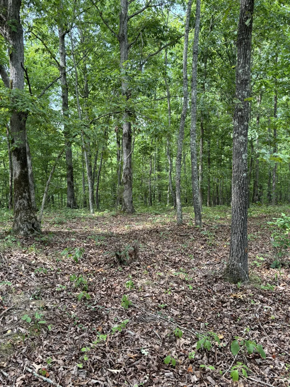 257 Saddlebrook Dr Hohenwald, TN 38462