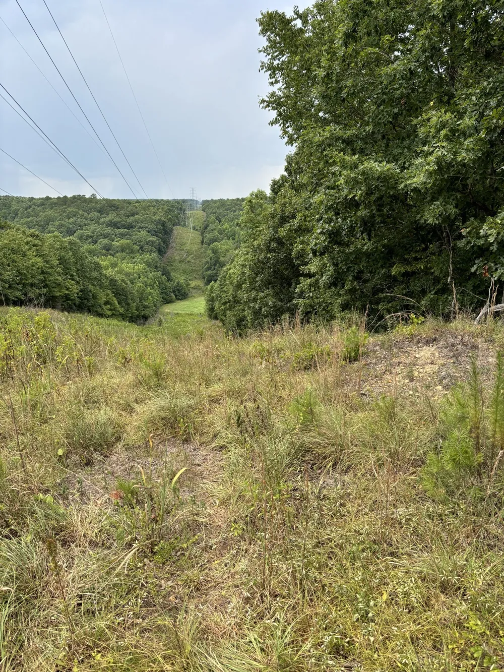 257 Saddlebrook Dr Hohenwald, TN 38462