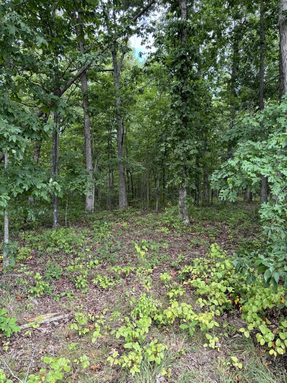 257 Saddlebrook Dr Hohenwald, TN 38462