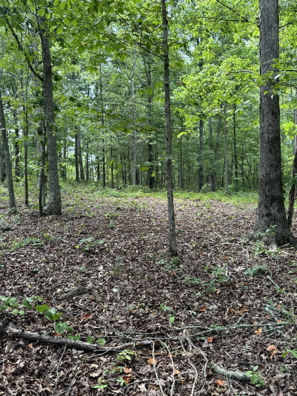 257 Saddlebrook Dr Hohenwald, TN 38462
