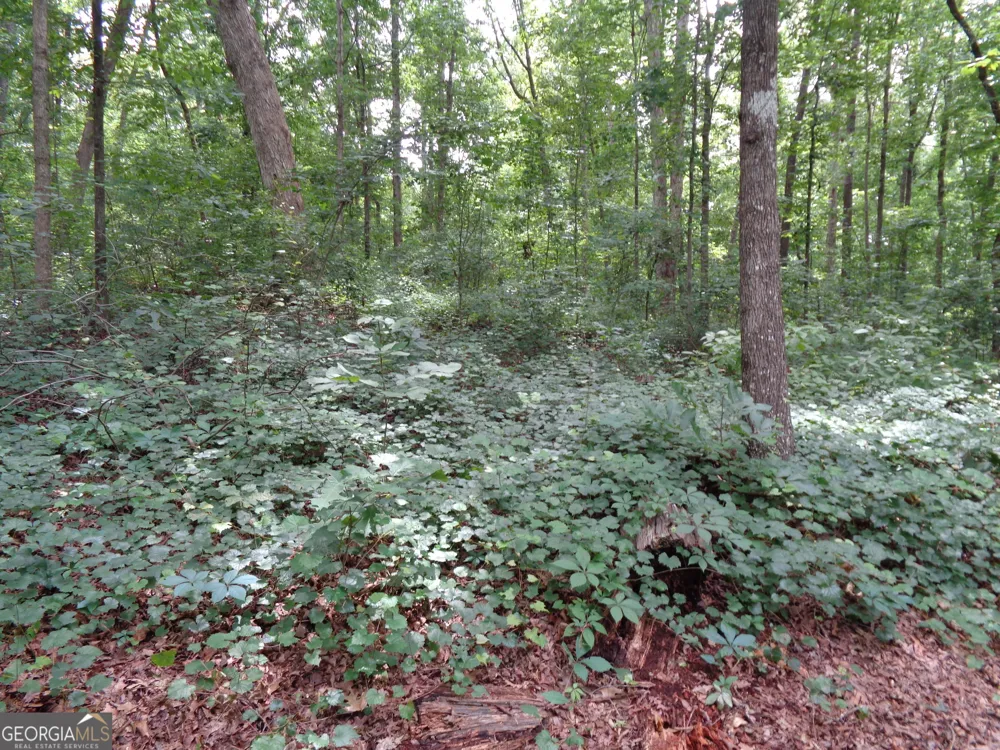 2411 Kesler RD Carnesville, GA 30521