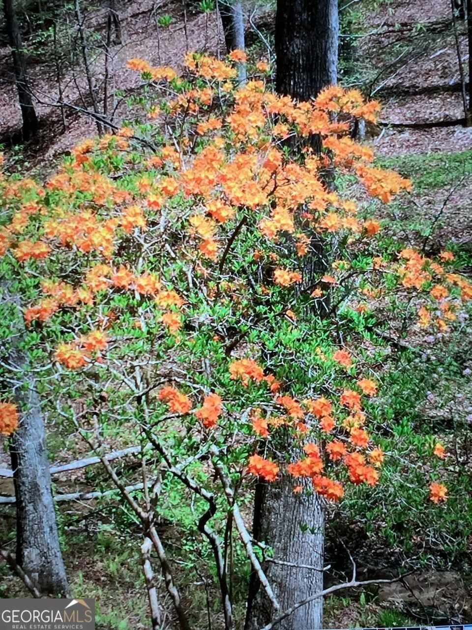 0 Long Branch RD Dahlonega, GA 30533