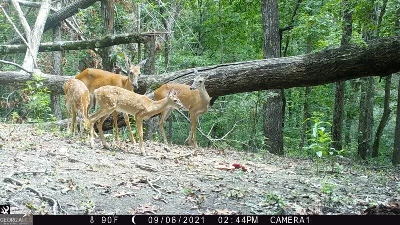 0 Long Branch RD Dahlonega, GA 30533