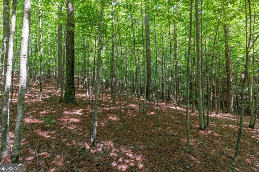 LOT 48 Thirteen Hundred Blairsville, GA 30512
