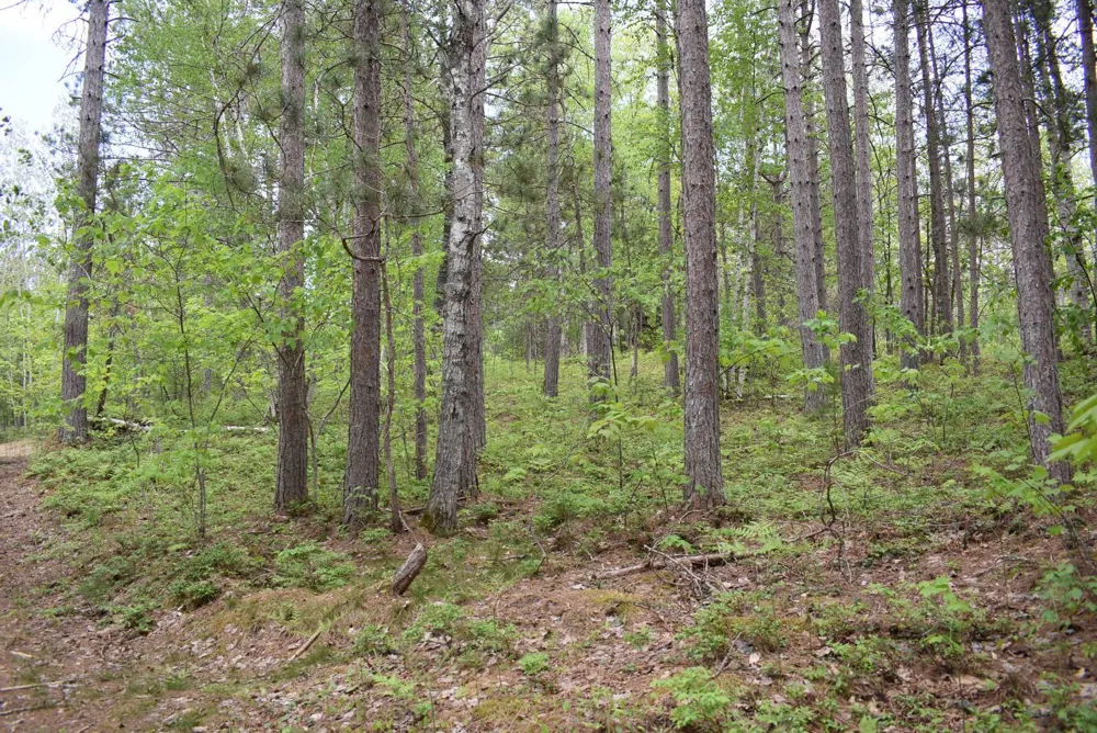 Hwy 28 Seney, MI 49883