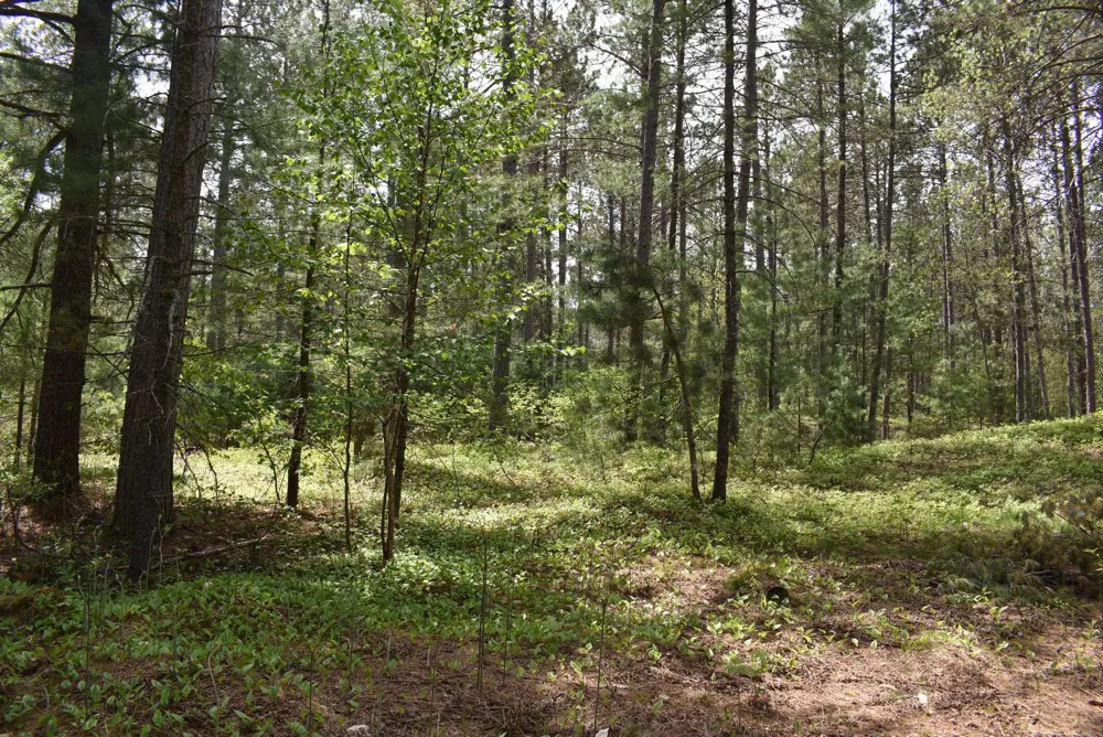 Hwy 28 Seney, MI 49883