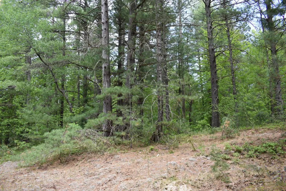 Hwy 28 Seney, MI 49883