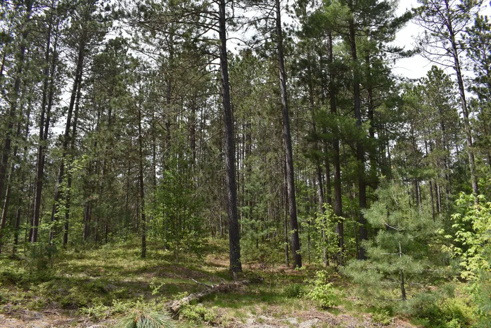 Hwy 28 Seney, MI 49883