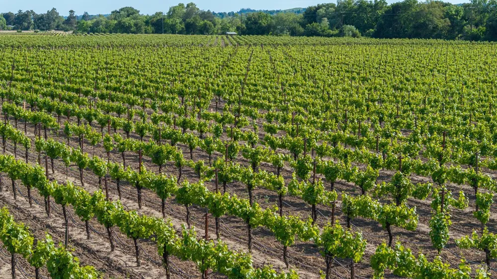 374 Kinley Drive Healdsburg, CA 95448