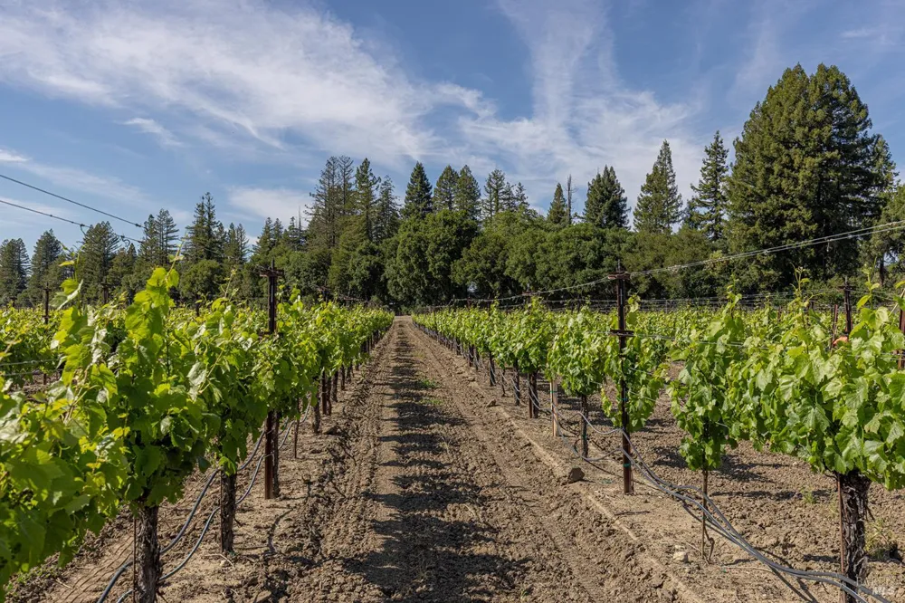 390 Magnolia Drive Healdsburg, CA 95448
