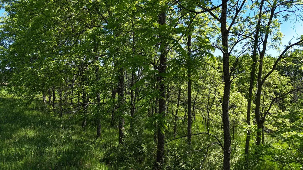Swede Road Leelanau Township, MI 49670