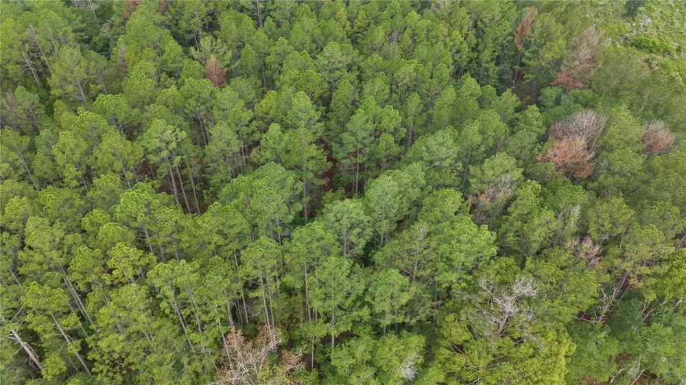 NE US HIGHWAY 301 Hawthorne, FL 32640