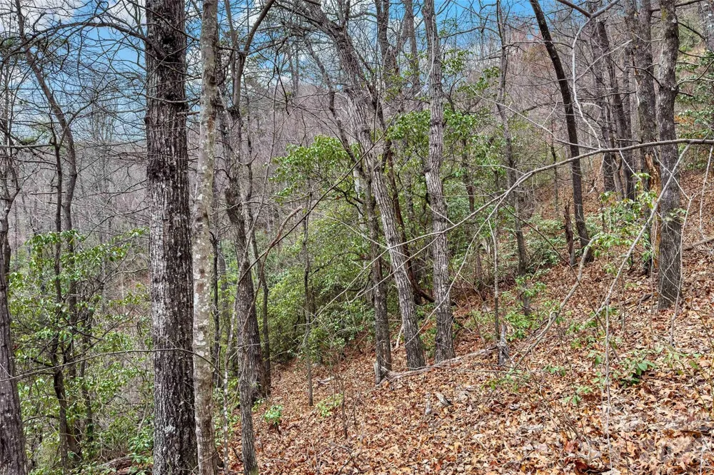 230 Catawba Falls Parkway Black Mountain, NC 28711