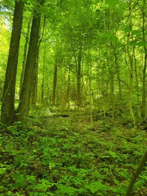 Big Bench Rd Bryson City, NC 28713