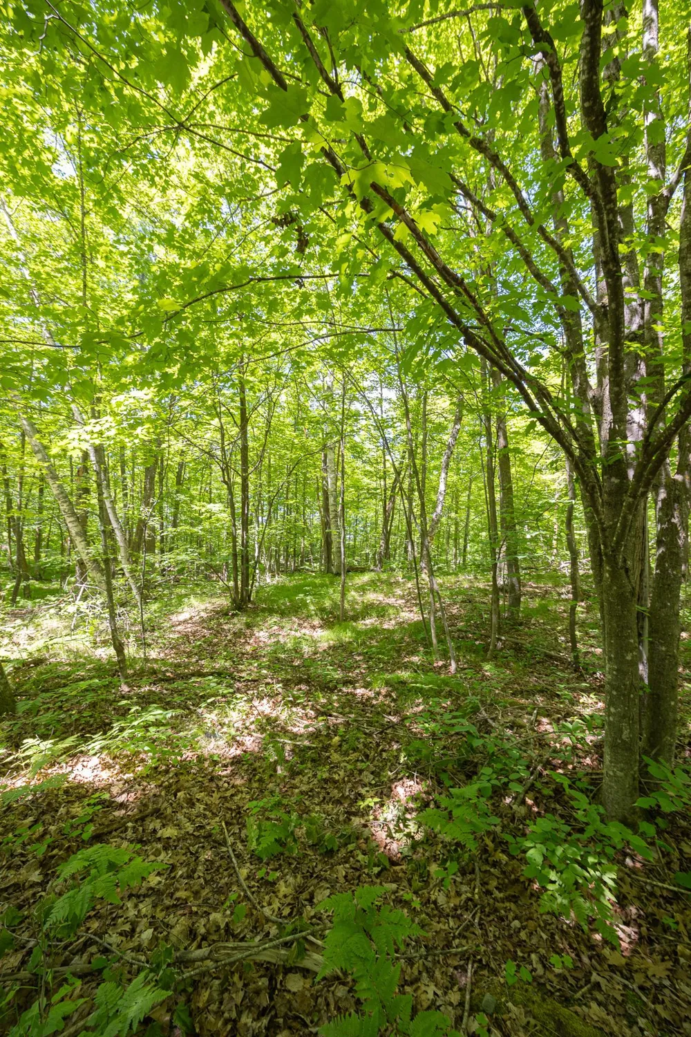 TBD Island View Drive NE Longville, MN 56655