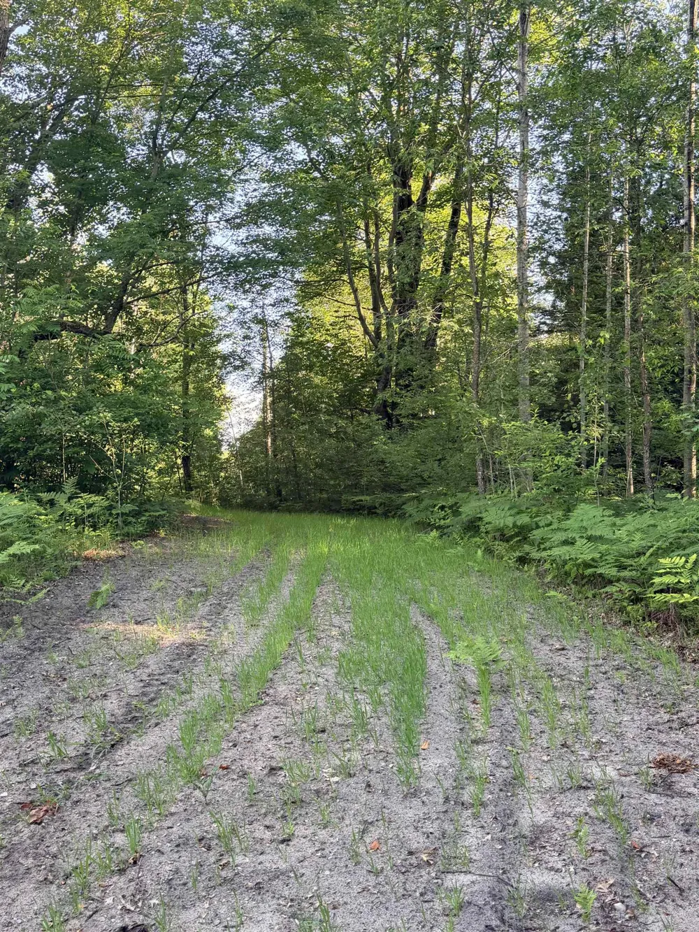16695 20th Avenue Middle Branch Township, MI 49665