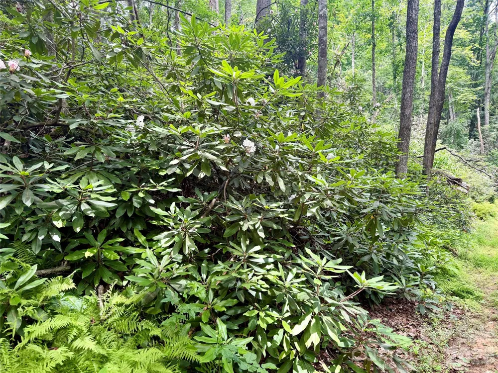 106 Flora Lina Drive Brevard, NC 28712