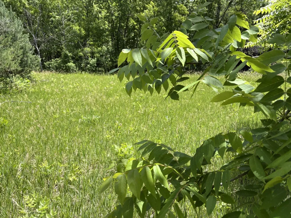 TBD Base Line Road Dundas, MN 55019