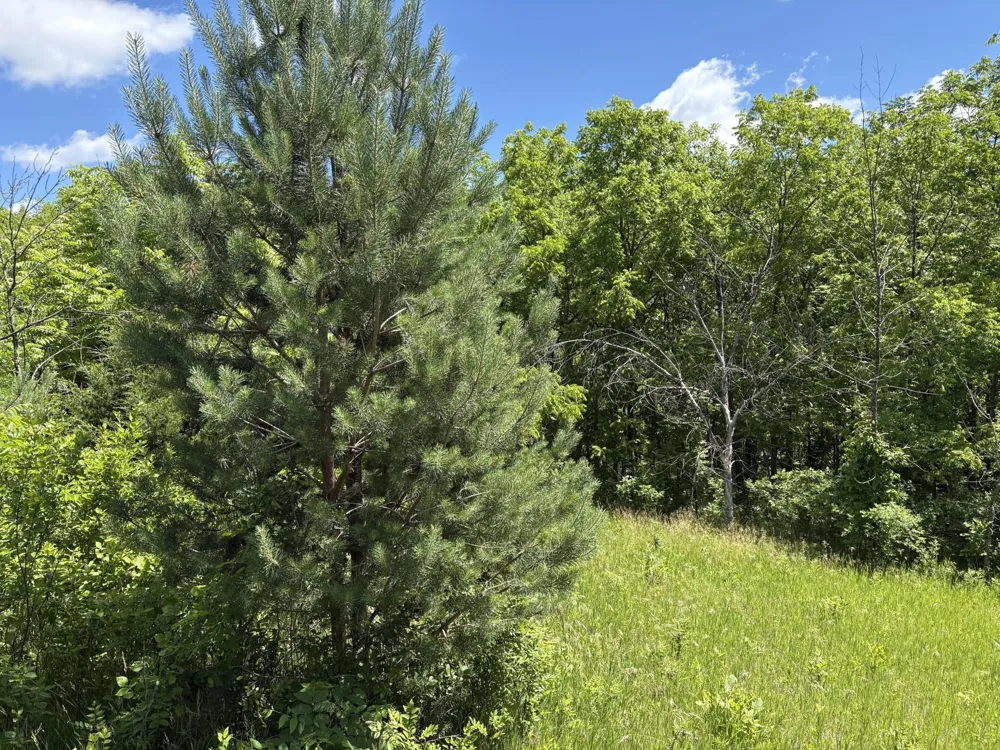 TBD Base Line Road Dundas, MN 55019