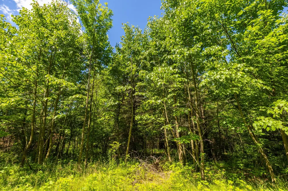 TBD Base Line Road Dundas, MN 55019