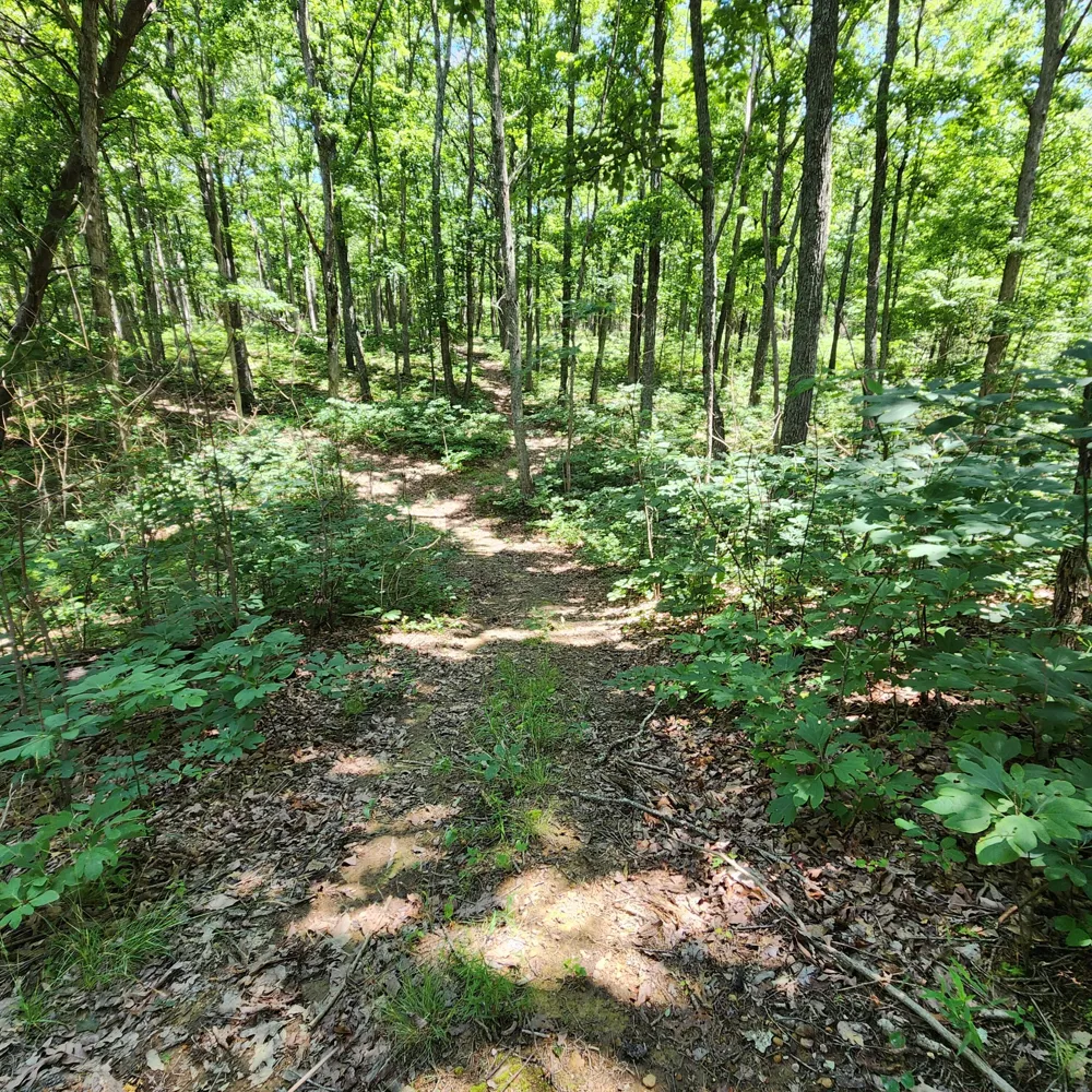 Eagle Point Drive Monteagle, TN 37356