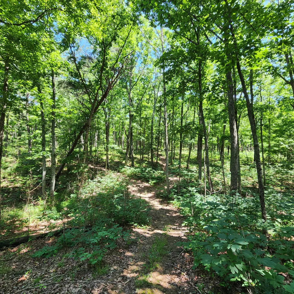Eagle Point Drive Monteagle, TN 37356