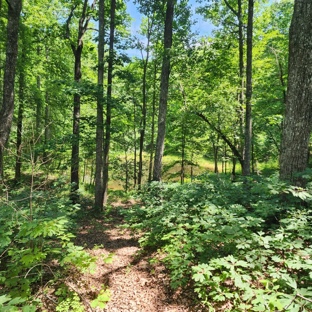 Eagle Point Drive Monteagle, TN 37356