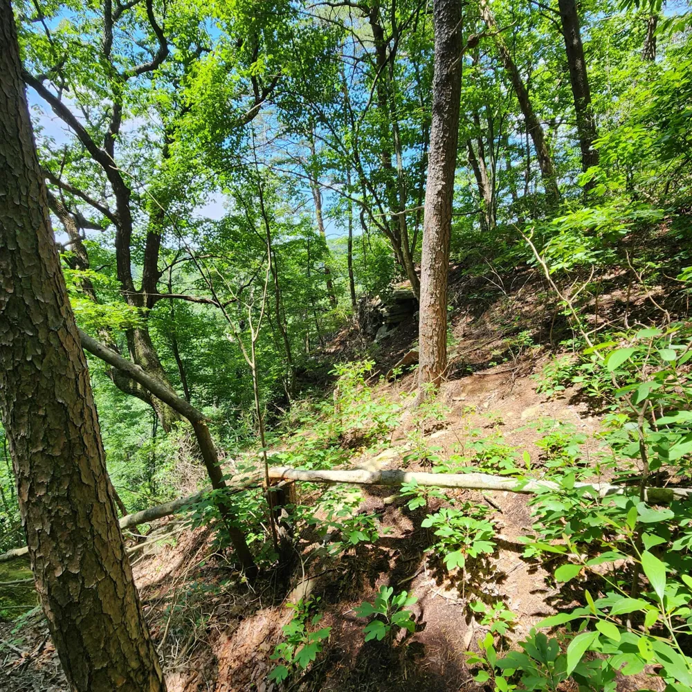Eagle Point Drive Monteagle, TN 37356