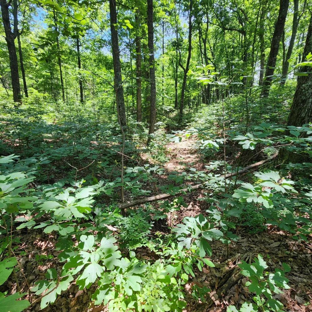 Eagle Point Drive Monteagle, TN 37356