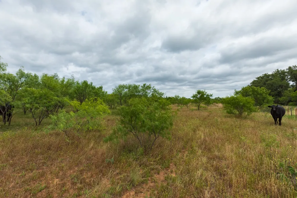 CR 255 Oplin, TX 79510