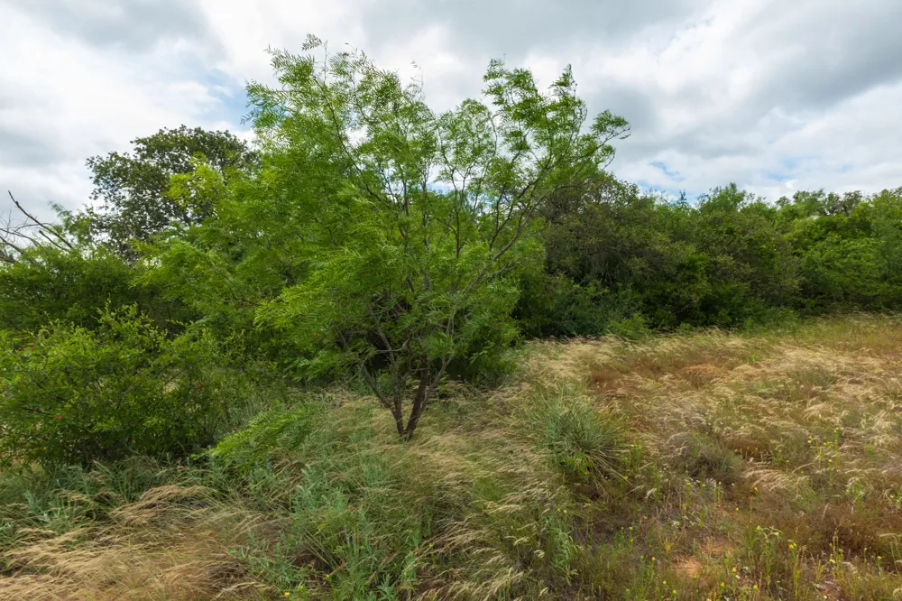 CR 255 Oplin, TX 79510