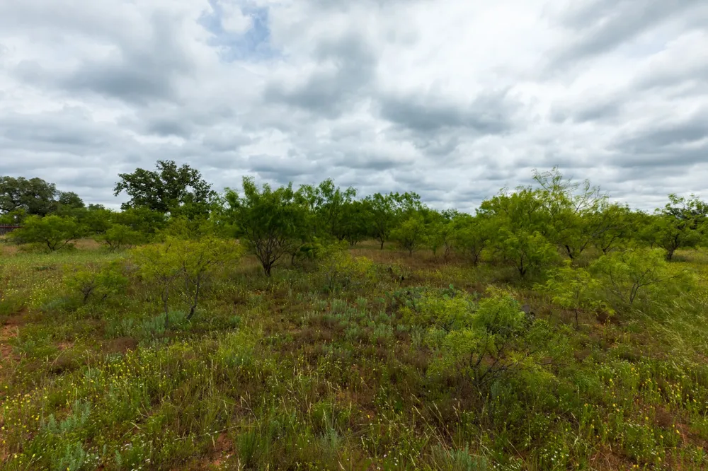 CR 255 Oplin, TX 79510