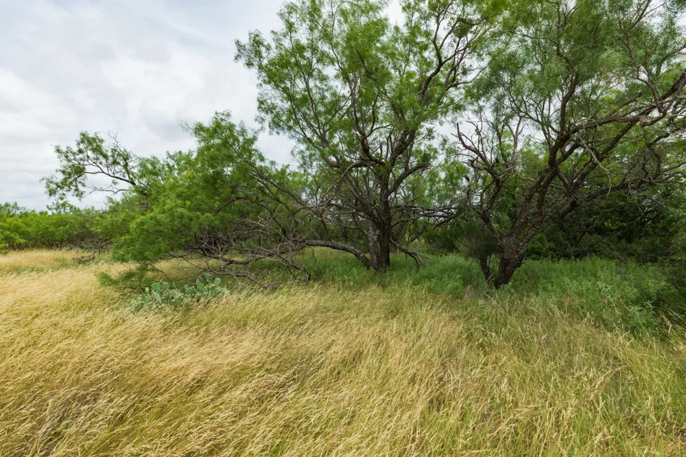 CR 255 Oplin, TX 79510