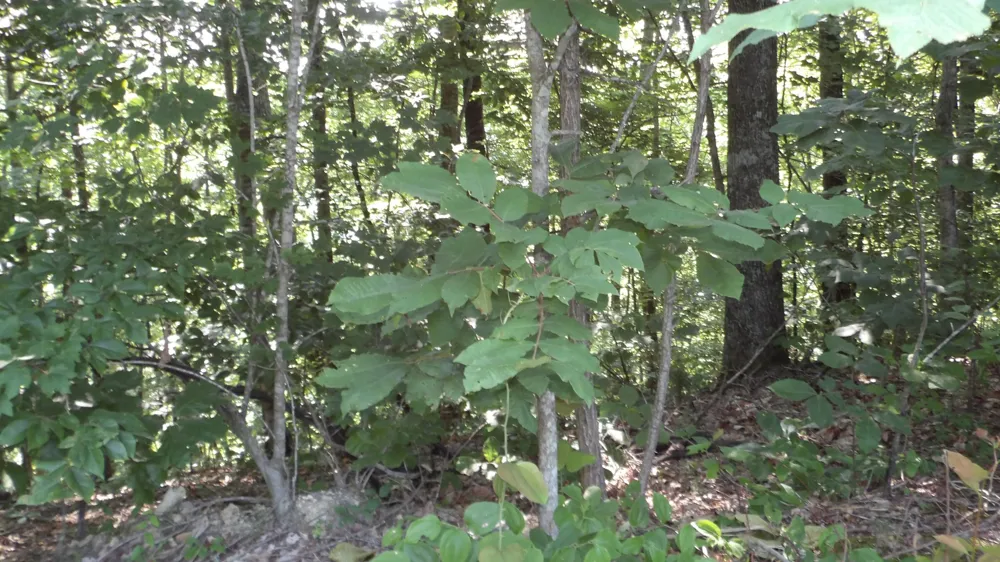 580 Pleasant Cemetery Lane Gainesboro, TN 38562