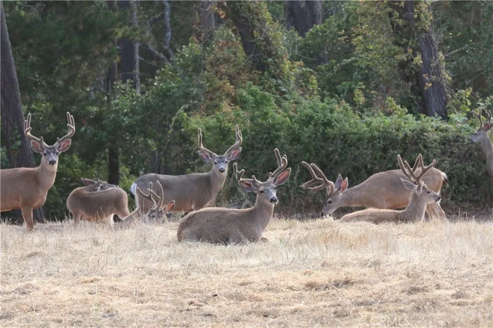 9500 Santa Rosa Creek Road Templeton, CA 93465