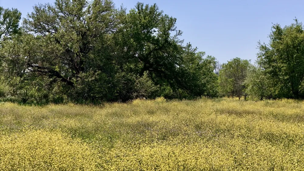 2031 County Road  3310 Valley Mills, TX 76689