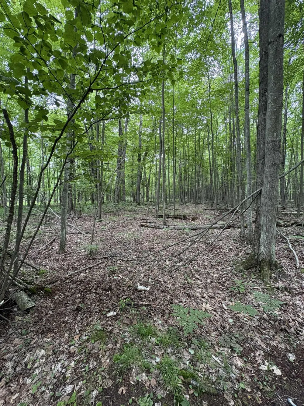 3680 Wieman Road Billings Township, MI 48612