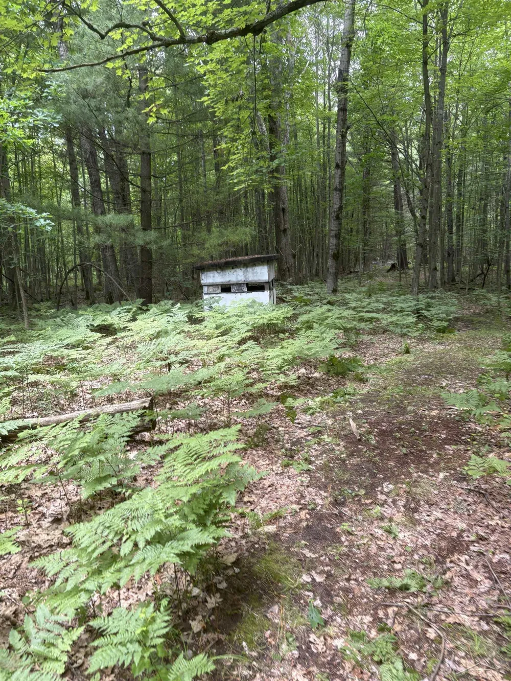3680 Wieman Road Billings Township, MI 48612
