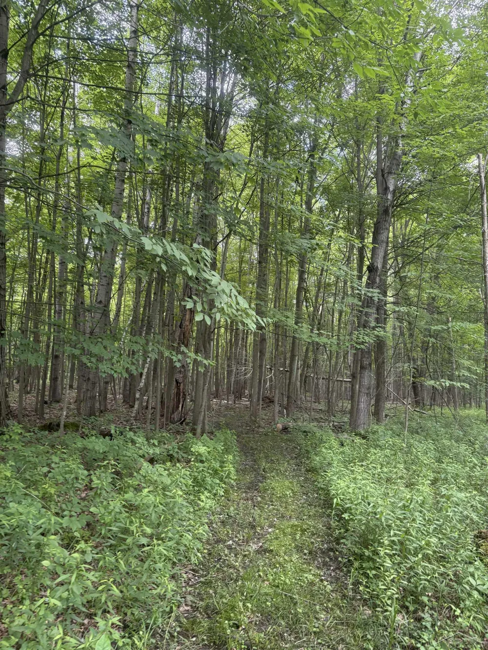 3680 Wieman Road Billings Township, MI 48612
