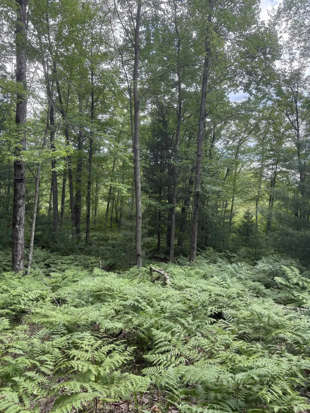 3680 Wieman Road Billings Township, MI 48612