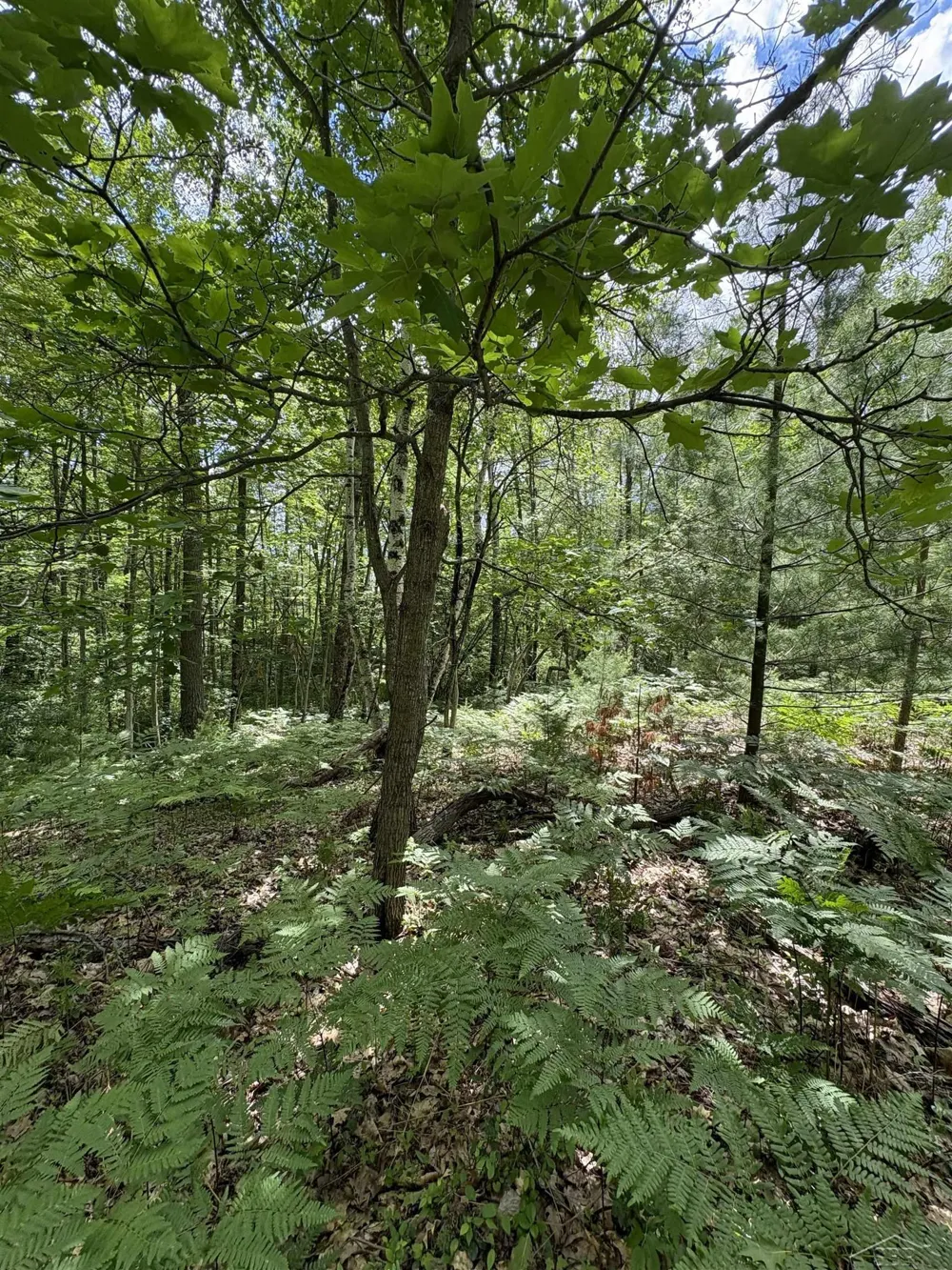 3680 Wieman Road Billings Township, MI 48612